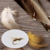 Mallard Duck Side Feathers