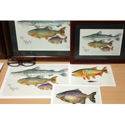 Láminas & Réplicas Acuarelas de Fabián Mrad