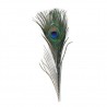 Peacock Eyed Tails