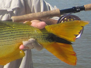 Dorado con mosca