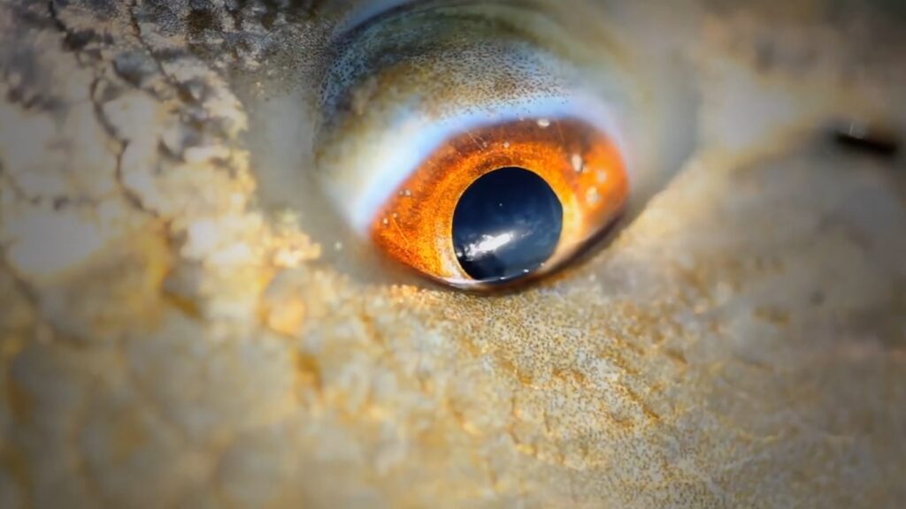 Redfish en Superficie - BULLS ON TOP